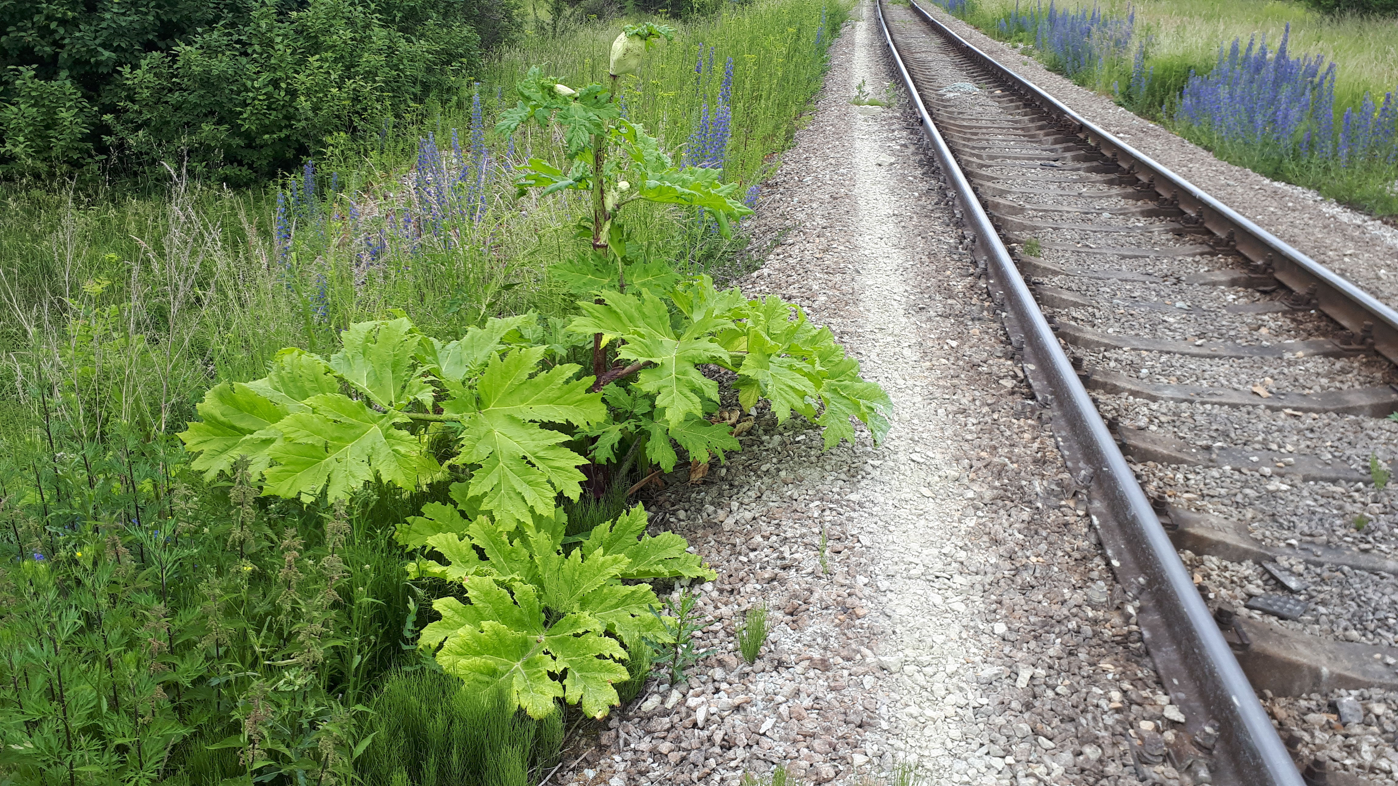 Viro kuvaukset kesällä 2019